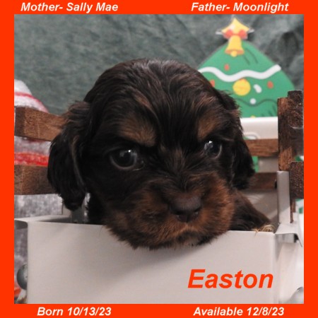 puppy, for, sale, Cockilear, Joe & Cherri  Overlease, dog, breeder, Miller, MO, dog-breeder, puppy-for-sale, forsale, nearby, find, puppyfind, locator, puppylocator, aca